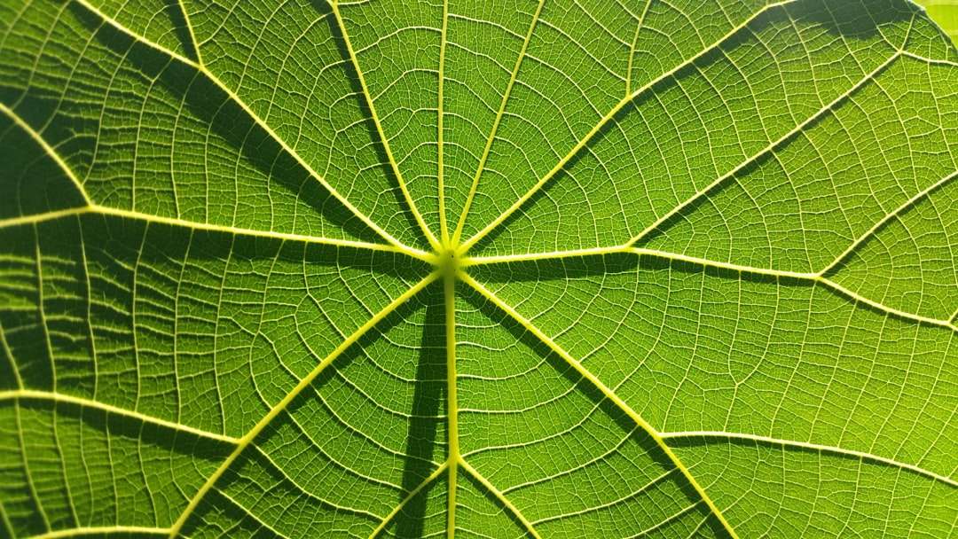 Understanding Venous Insufficiency: Causes and Treatment