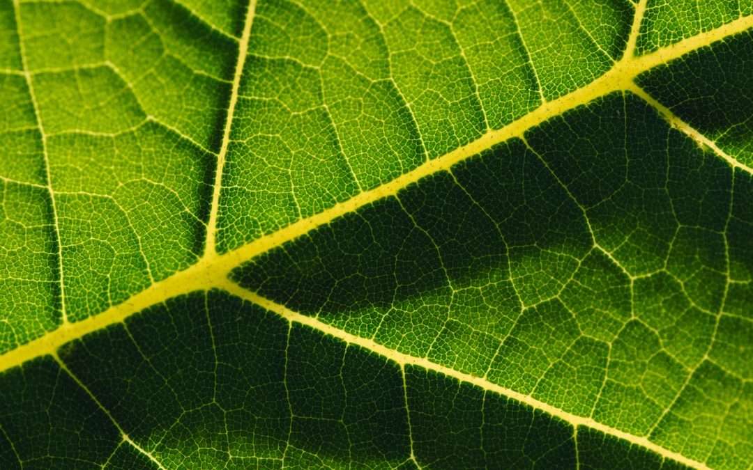 Understanding Venous Reflux: Causes and Treatment