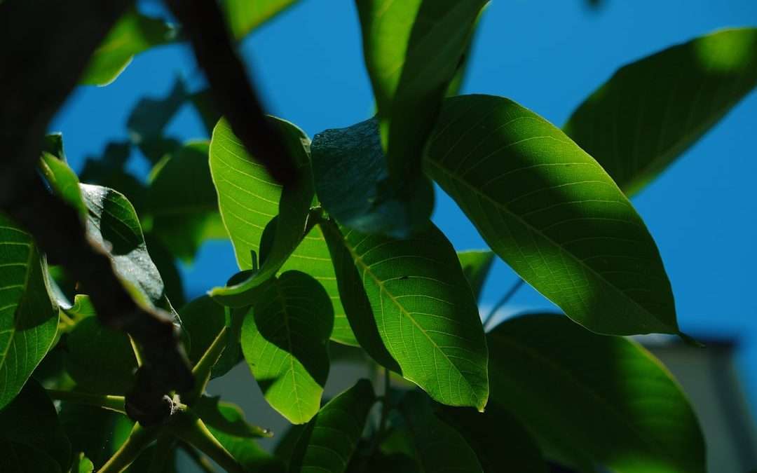 Vitamins for Varicose Veins: A Natural Solution